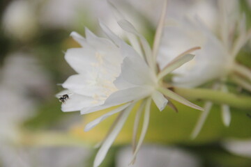 Night-blooming cactus (Epiphyllum Oxypetalum) or Wijayakusuma flower in full bloom