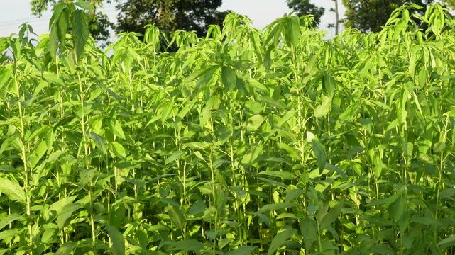field of jute plants 