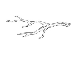Vector illustration of a driftwood isolated on a white background. Hand drawn vector graphics, branch, wooden driftwood. Tree branch. Design and decoration, single element. © Yana