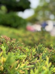 moss in the forest