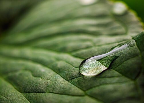 Macro image of water droplets on green leaves, close-up of rainy season drops rainwater on the green leaf