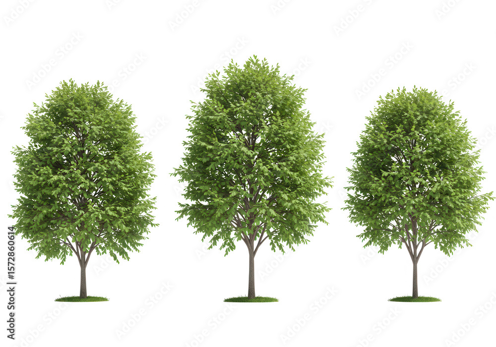 Poster three isolated green trees standing side by side on a transparent background