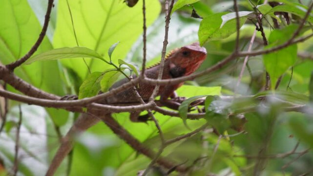 Oriental garden lizard in closeup