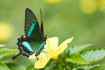 butterfly on a flower