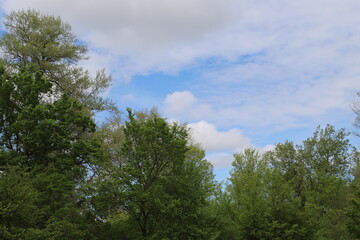 Magnificent view of blooming landscape with trees against the background of beautiful blue sky. Idyllic and ecologically clean territory. Photo wallpaper. Discovery of beauty of the earth. Spring.