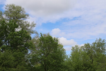 Magnificent view of blooming landscape with trees against the background of beautiful blue sky. Idyllic and ecologically clean territory. Photo wallpaper. Discovery of beauty of the earth. Spring.