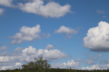 Magnificent view of blooming landscape with trees against the background of beautiful blue sky....
