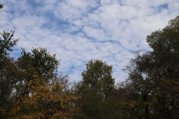 Magnificent view of blooming landscape with trees against the background of beautiful blue sky. Idyllic and ecologically clean territory. Photo wallpaper. Discovery of beauty of the earth. Spring.