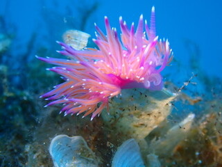 Pink Flabellina, Nudibranch, Sea Slug