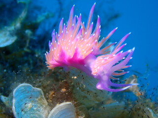 Pink Flabellina, Nudibranch, Sea Slug