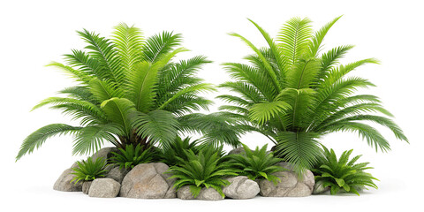 Two cycad plants with rocks isolated on white background