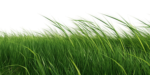Green grass isolated on white background blowing gently in the wind