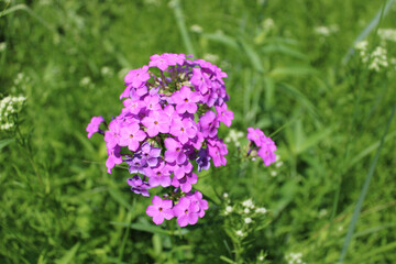 Garden phlox wildflowers at Wayside Woods in Morton Grove, Illinois.