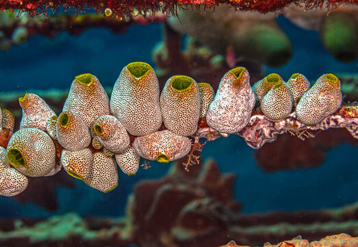 Tunicate on coral reef, underwater