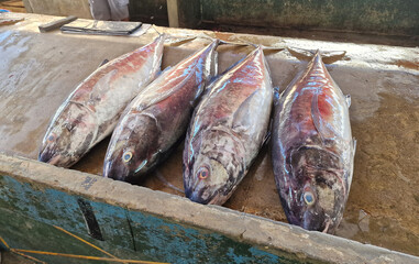Fresh Indian Ocean fishes at the town market, a range of daily catch