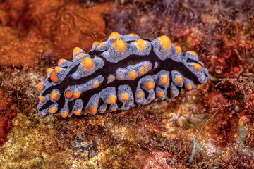 Nudibranch