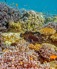 Coral reef off the coast of islan, Bali indonesiad in South Pacific
