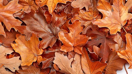 Beautiful frost covered autumn leaves artistically scattered on a pristine white background