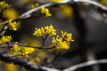 cornelian cherry blossoms in the valley