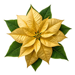 Golden poinsettia isolated on transparent background for festive decoration and design projects
