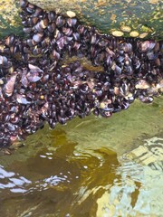 Shellfish, mussels attached to sea rocks with clear clean sea water in the background, Yeongdeok,...