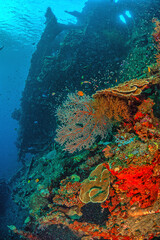 Coral reef off the coast of islan, Bali indonesiad in South Pacific