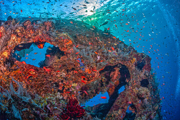 Coral reef off the coast of islan, Bali indonesiad in South Pacific