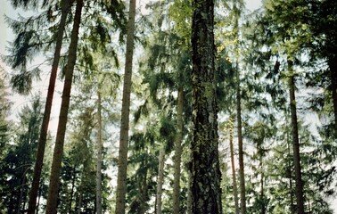 Fototapety na wymiar - Fototapeta24.pl