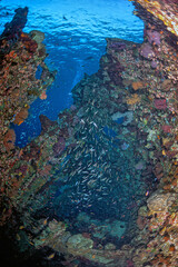 Coral reef off the coast of islan, Bali indonesiad in South Pacific