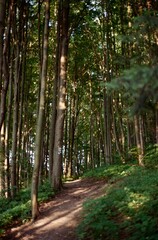 Forest path with sunlight filtering through trees