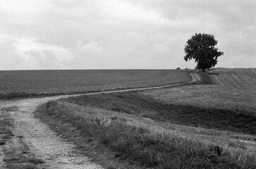 lonely tree in the field