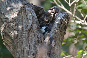 Japanese Tit Peeking from Tree Cavity
