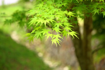 新緑の紅葉の葉っぱ