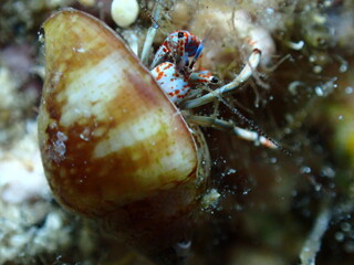 Hermit Crab