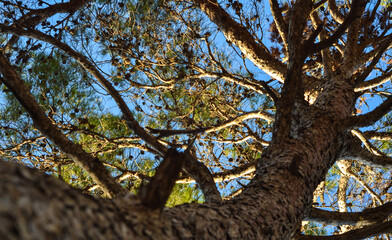 tree in the park