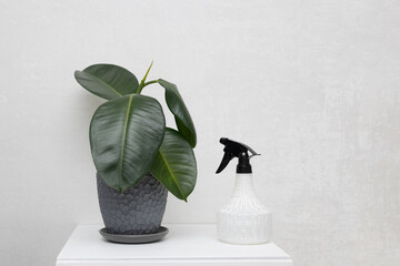 watering house plants. ficus and sprayer, bottle with water on white background copy space