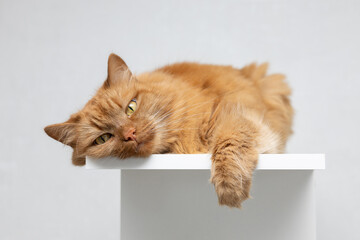 ginger cat lies at home on a light white background. pet at home