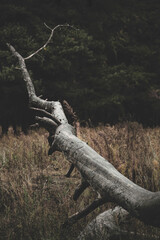 Fallen Tree In A Forest During Autumn With Dry Grass And Branches On The Ground