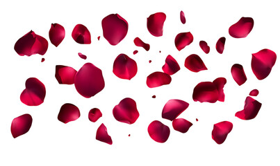rose petals flying isolated on transparent background.