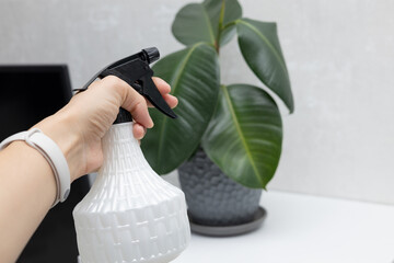 watering house plants. hand holding spray bottle against background of ficus in flower pot
