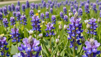Beautiful Wide Angle Shot of Vibrant Purple Flowers in Bloom