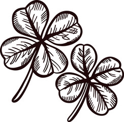 Detailed hand drawn illustration of two four leaf clovers botanic sketch on white background