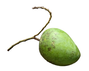 a branch of green mango isolated on a transparent background