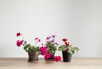 houseplants in pots on wooden table