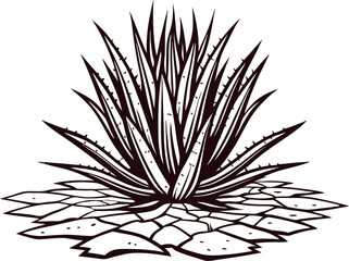 Fototapeta premium Illustration of agave plant with sharp pointed leaves growing from cracked dry ground on white background