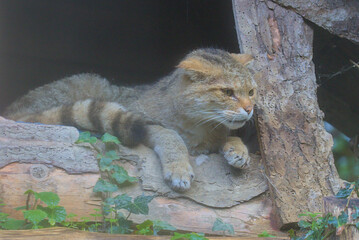 This wildcat rests quietly on a wooden perch, its intense gaze fixed on the surroundings. Its...