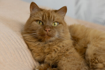 ginger domestic cat lying on bed. pet's face close-up