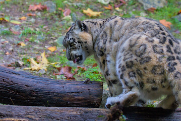 A snow leopard moves carefully across fallen logs. Its thick fur and powerful muscles help it...