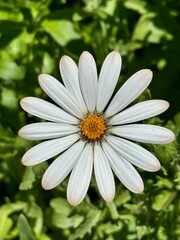 white daisy flower