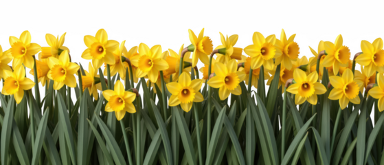 Bright yellow daffodils bloom in vibrant display, showcasing their cheerful petals and lush green leaves, creating lively garden scene